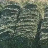 شبدر چن دوم