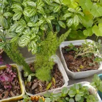 27گلدان گل طبیعی|گل و گیاه طبیعی|خشکبیجار, |دیوار