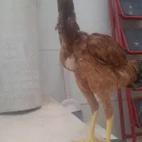 جوجه لاری خانگی