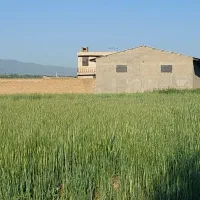 اجاره گاوداری