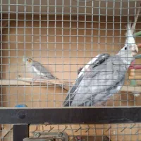 عروس هلندی سه جفت با دوتا جوجه|پرنده|مبارکه, |دیوار