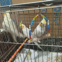 سه تا عروس هلندی