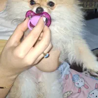 فروش توله پامرین خرسی