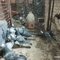 پلاکی|پرنده|چمران, |دیوار