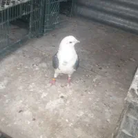 نر دوکتی مشکی|پرنده|تهران, گیشا|دیوار