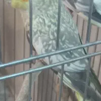 عروس هلندی جفت خورده|پرنده|کرج, آق تپه|دیوار