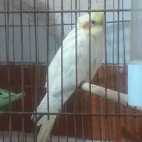 ماده عروس هلندی نیم دستی