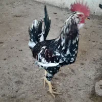 تخم مرغ نطفه دار