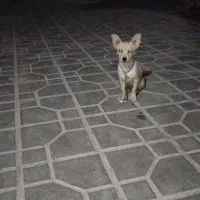 سگ پاکوتاه نر شیواوا نر 6ماه