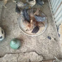 نوچه وخروس برای داشت ولی گوشت