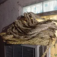 صوبه مناصب رنگ زدن|صنایع دستی و سایر لوازم تزئینی|خمام, |دیوار