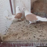 کفتر یا کبوتر|پرنده|کرمان, |دیوار