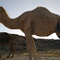 فروش شتر|حیوانات مزرعه|خور (فارس), |دیوار