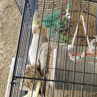 جوجه نر وماد شیش ماهه|پرنده|پاکدشت, خاتون آباد|دیوار