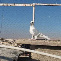 کفتر پلاکی|پرنده|شیراز, شهرک دارایی|دیوار