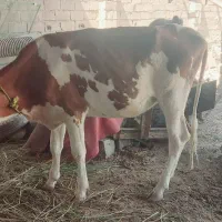 گاو گوساله ماده|حیوانات مزرعه|اهواز, کیانشهر|دیوار