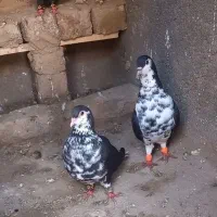 کفتر ساده سیاه افشون