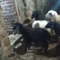 فروش ۹عدد بره