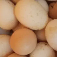 تخم مرغ محلی