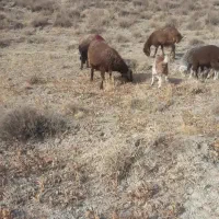 18راس گوسفند|حیوانات مزرعه|قوچان, |دیوار