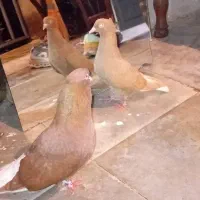 کفتر جفتگاهی عروسک
