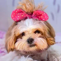 شیتزو|سگ|تهران, پونک|دیوار