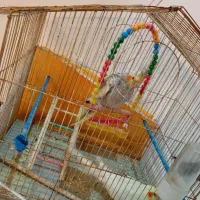 جفت عروس هلندی