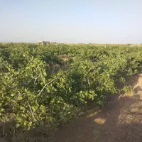 باغ پسته خلیل اباد 230 قصب