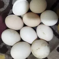 مرغ لاری