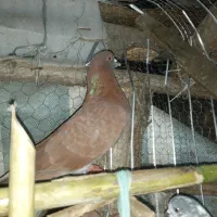 کبوتر|پرنده|شفت, |دیوار