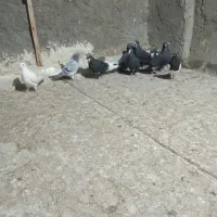 کفتر|پرنده|زرند, |دیوار