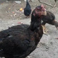 فروش مرغ و خروس لاری و محلی