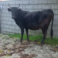 گاو دورگ محلی ۸ماه آبستن گوساله لیشه ورزا|حیوانات مزرعه|تالش, هشتپر|دیوار