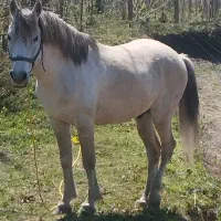 اسب نریان زیباا