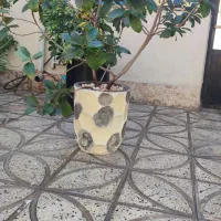 گلدان و گل|گل و گیاه طبیعی|ورامین, خیر آباد|دیوار