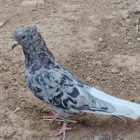 فروش سرور دم سفید نر|پرنده|شیراز, درکی|دیوار