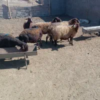 میش داشتی گله