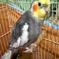 جوجه عروس هلندی سرلاکی|پرنده|پرهسر, |دیوار