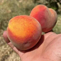 درخت میوه ۷ ساله پربار درجه یک ، زیر قیمت