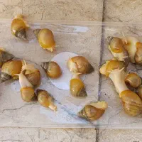 حلزون آچاتینا آلبینو