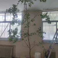 گل آپارتمانی