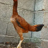 مرغ لاری ۱ عدد خروس مشکی|حیوانات مزرعه|رشت, لاکان|دیوار