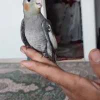 عروس 40 روزه