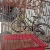 قفس پرنده|لوازم جانبی حیوانات|ری, علایین|دیوار