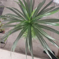 گل پاندانوس