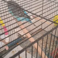 یک جفت مرغ عشق مولد بخون|پرنده|اسلام‌شهر, صادقیه|دیوار