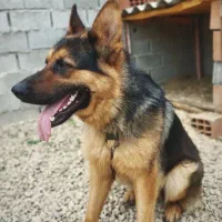 سگ ژرمن ۳ ساله