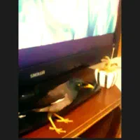 پرنده مینا افغان سخنگو 4کلمه حرف میزنههدستی ۳ماه|پرنده|زاهدان, |دیوار