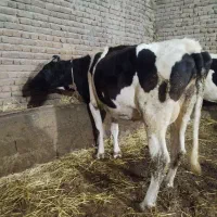 گاو جوان با گوساله سیمینتال ماده