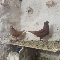 دم سفید کاکلی زرد